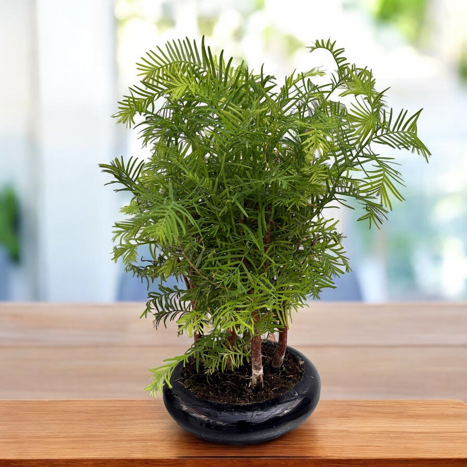 Bonsai Metasequoia (forest)