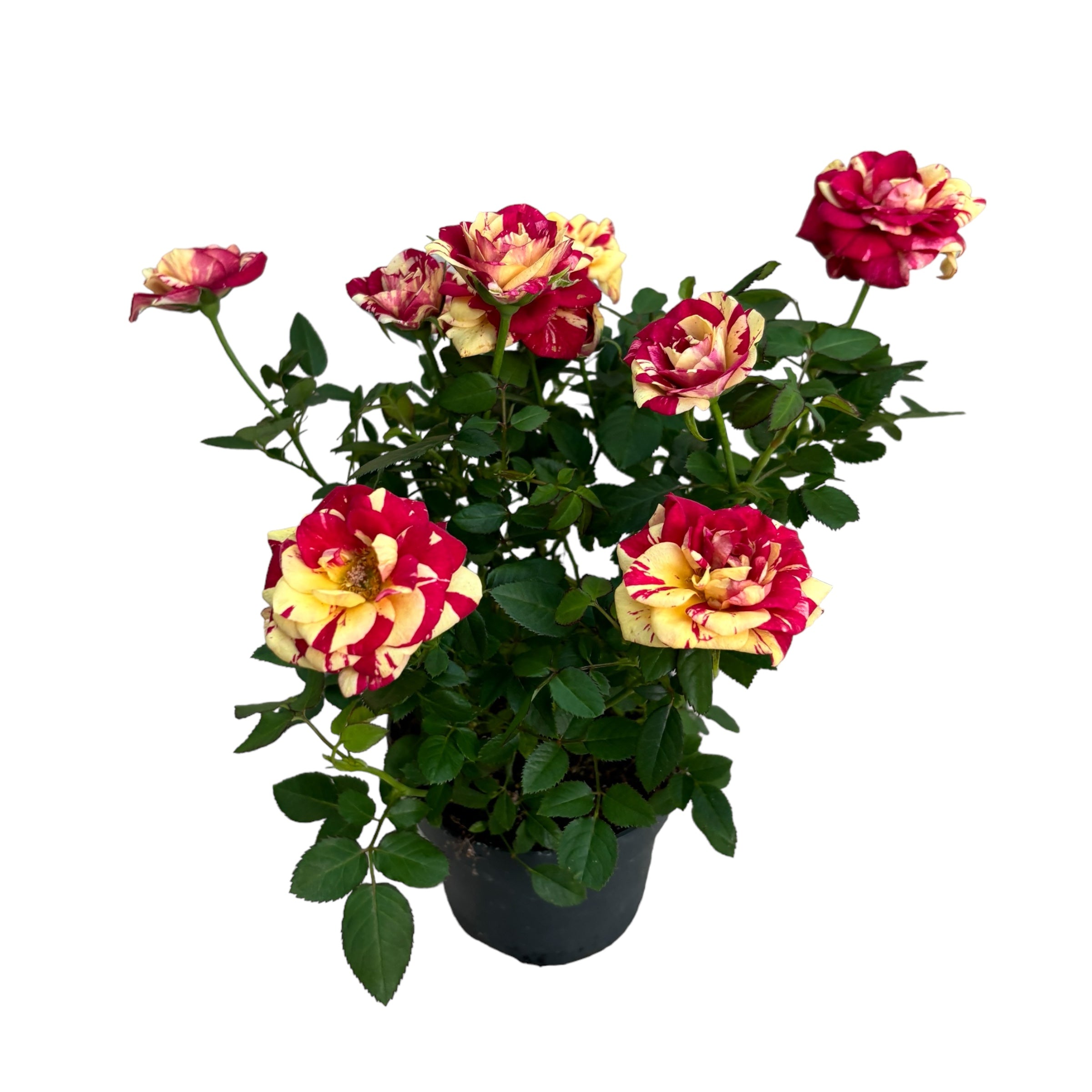 Trandafiri pitici Rosa 'Liss' parfumati (2-3 plante/ghiveci)