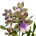 Zygopabstia Poul Moestrup 'Romy' duftend