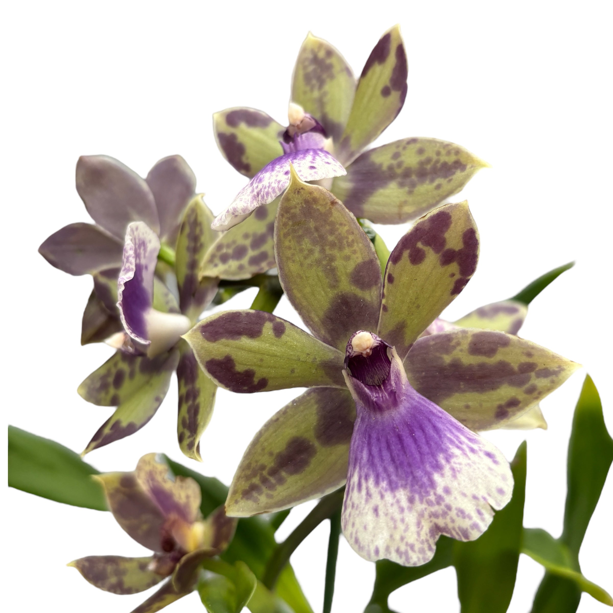 Zygopabstia Poul Moestrup 'Romy' duftend