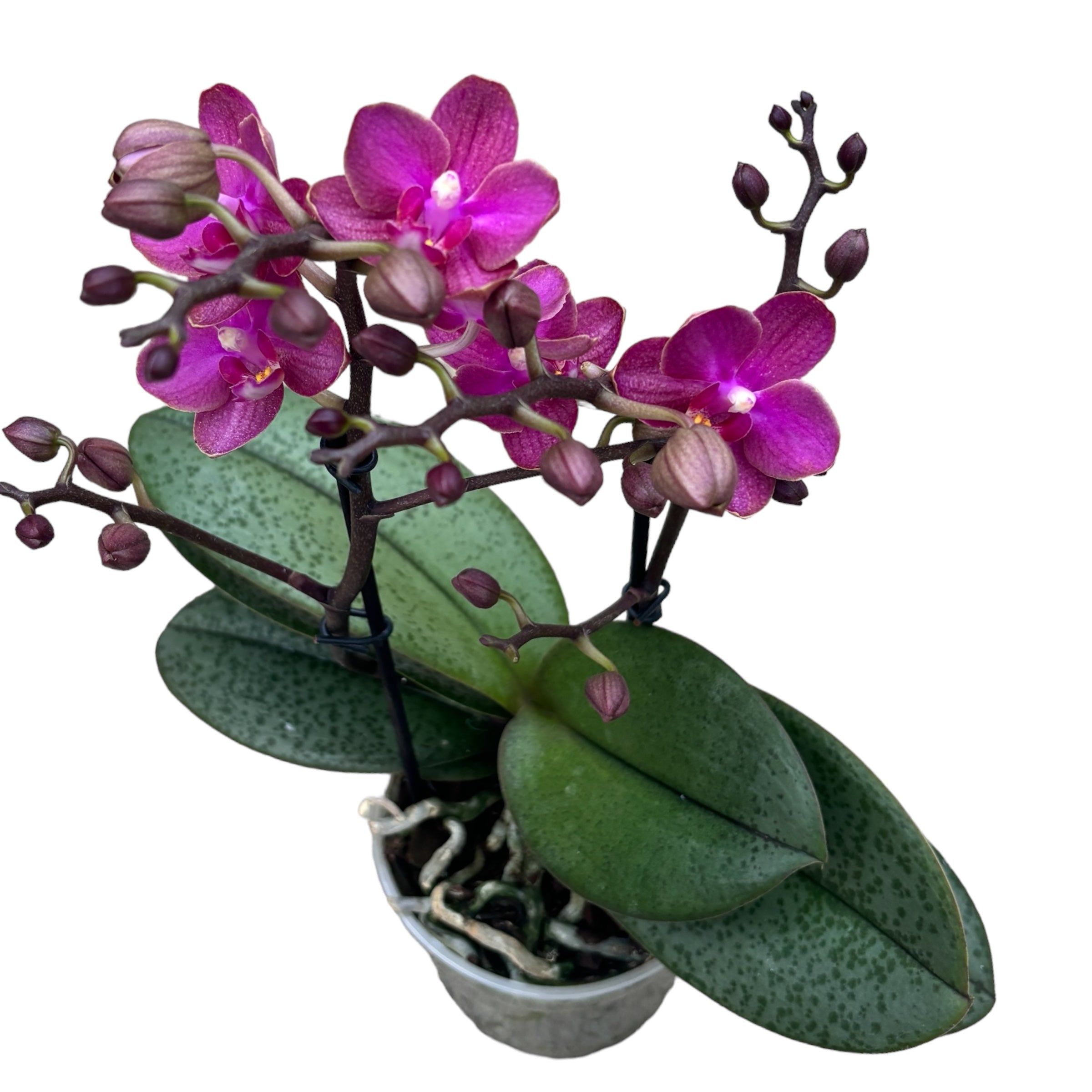 Phalaenopsis Diffusion (variation) *parfumata