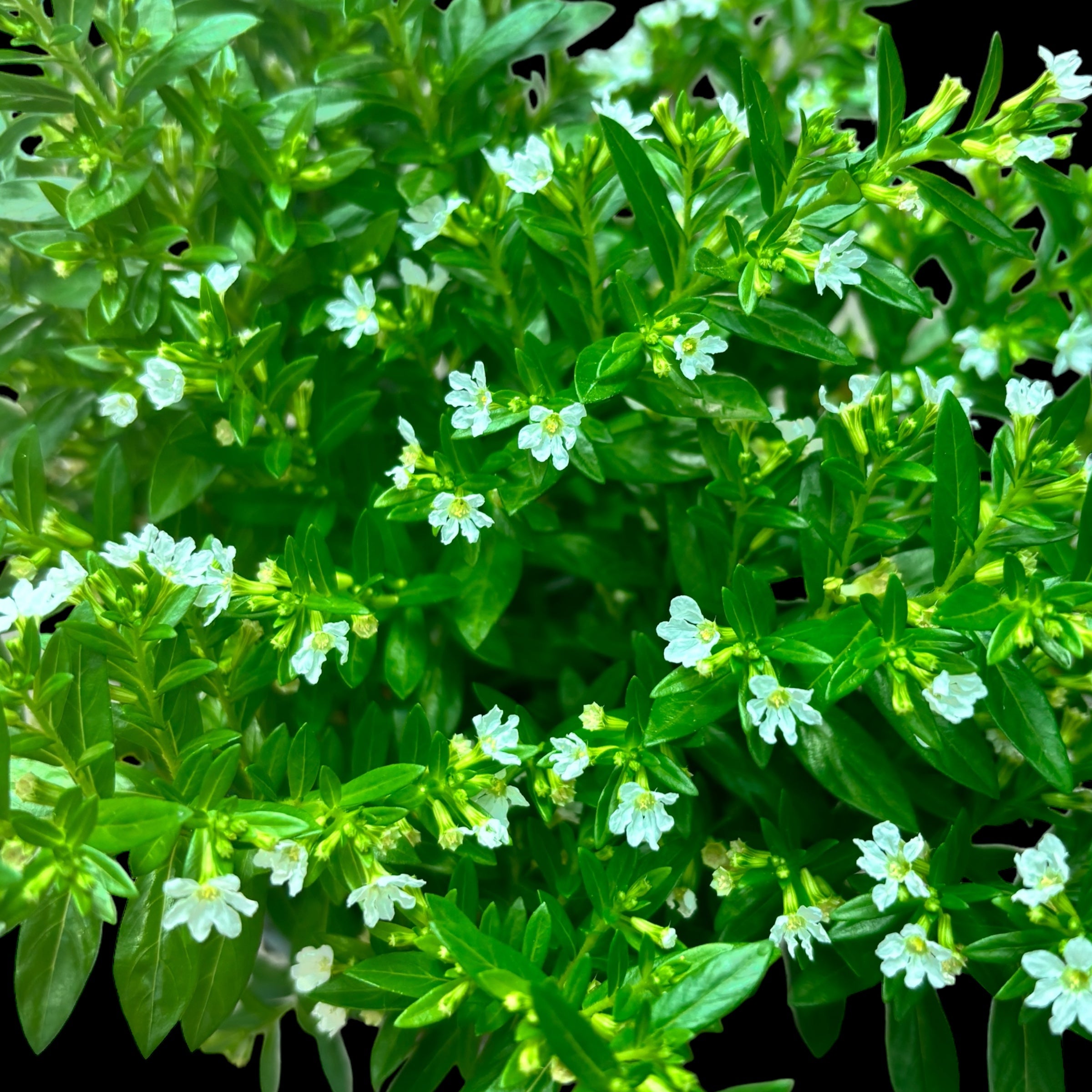 Cuphea hyssopifolia (False heather)