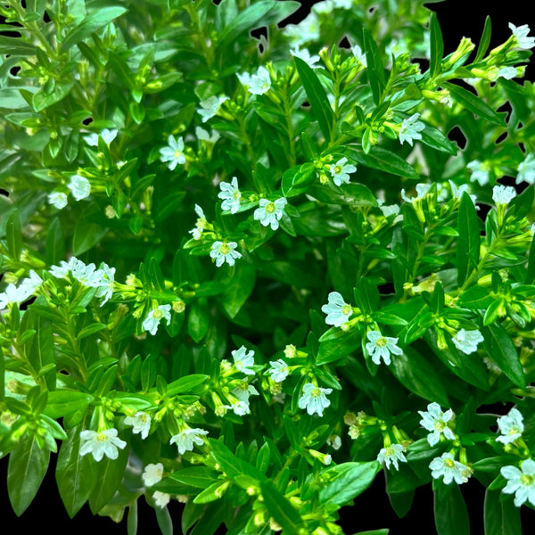 Cuphea hyssopifolia (False heather)