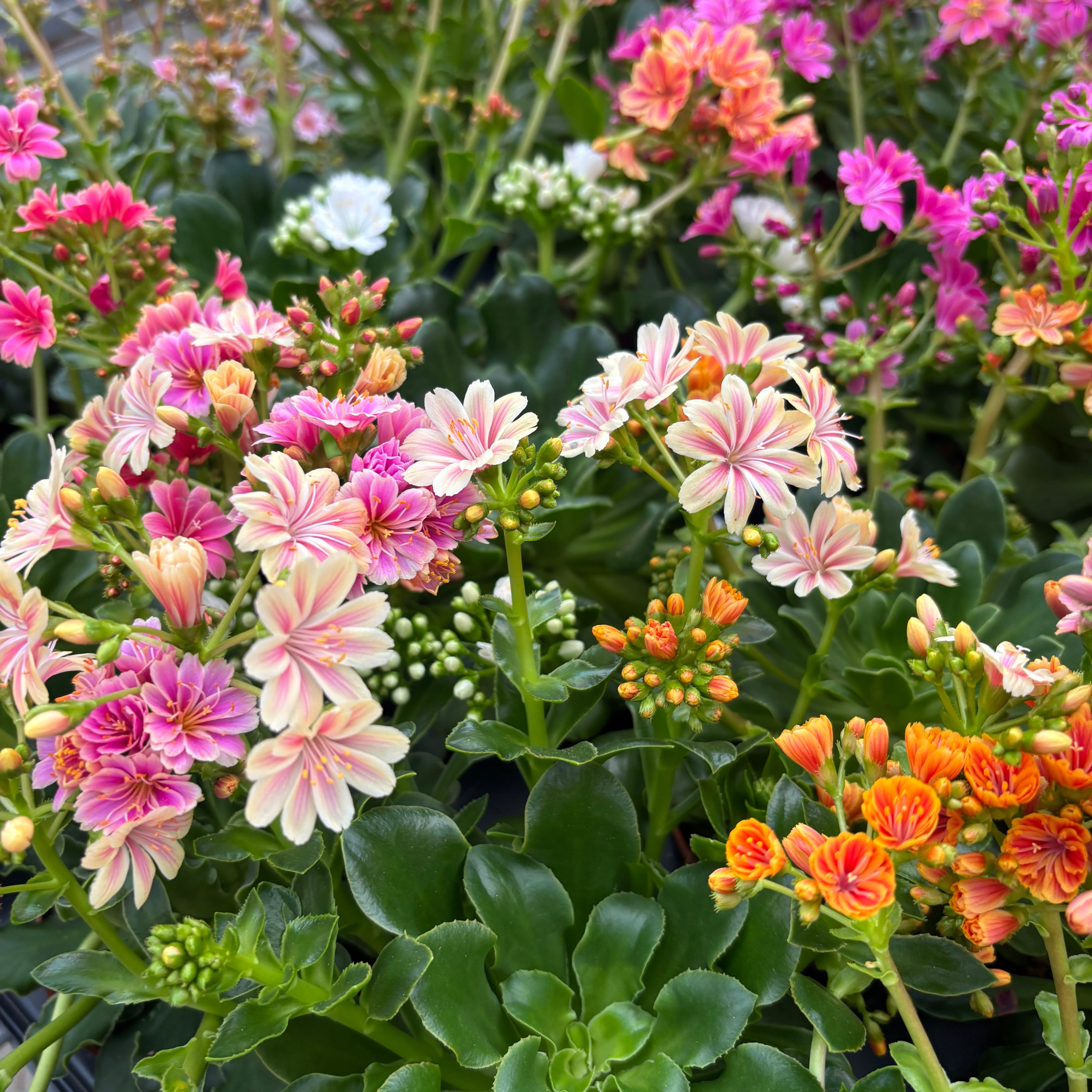 Lewisia 'Mountain Dreams' mix - odporna i wyjątkowo piękna