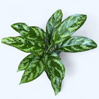 Aglaonema Maria 2pp