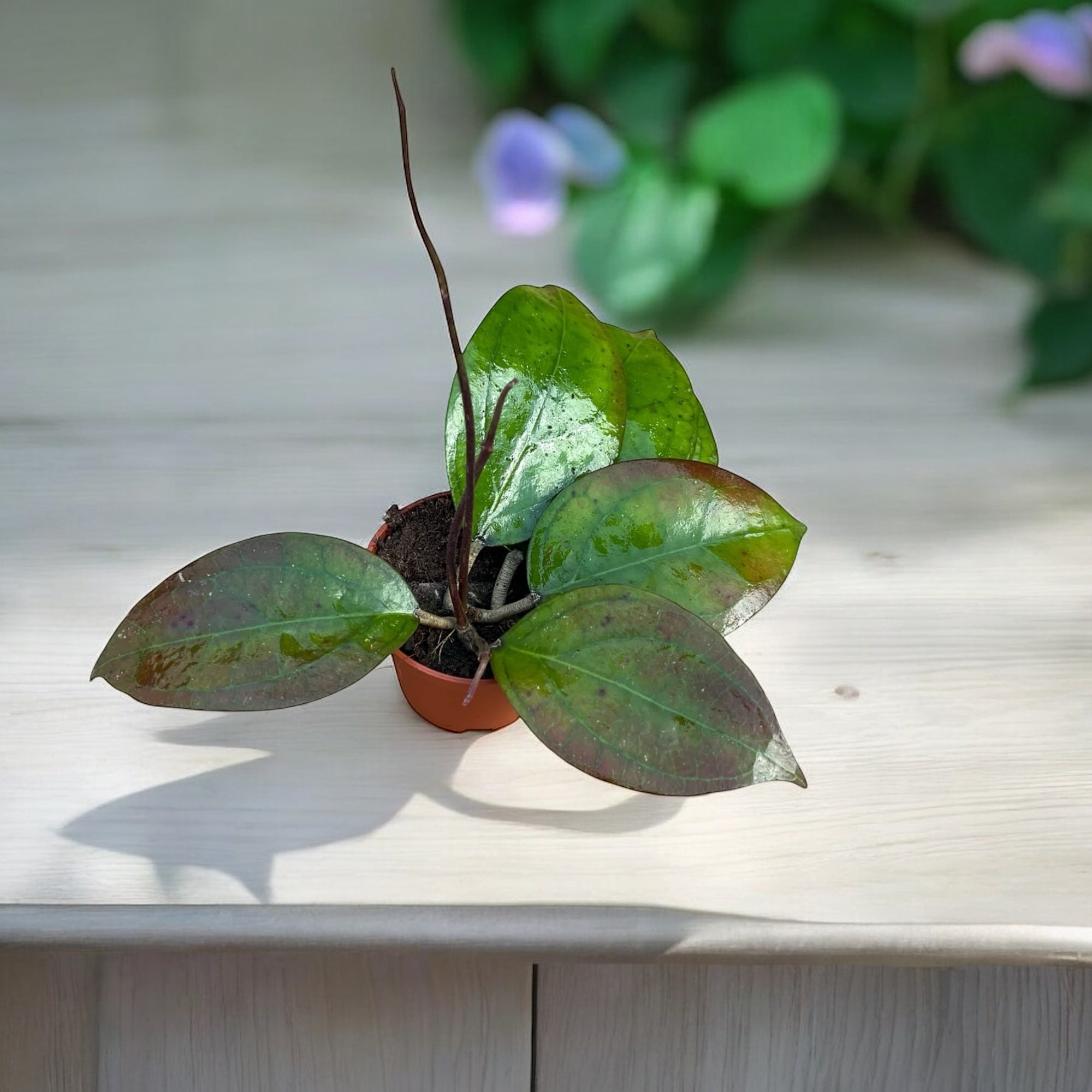 Hoya Tequila Sunrise