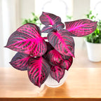 Iresine Herbstii 'Redstar' (Planta Beefsteak) D12 - explosión de color en tonos rubí