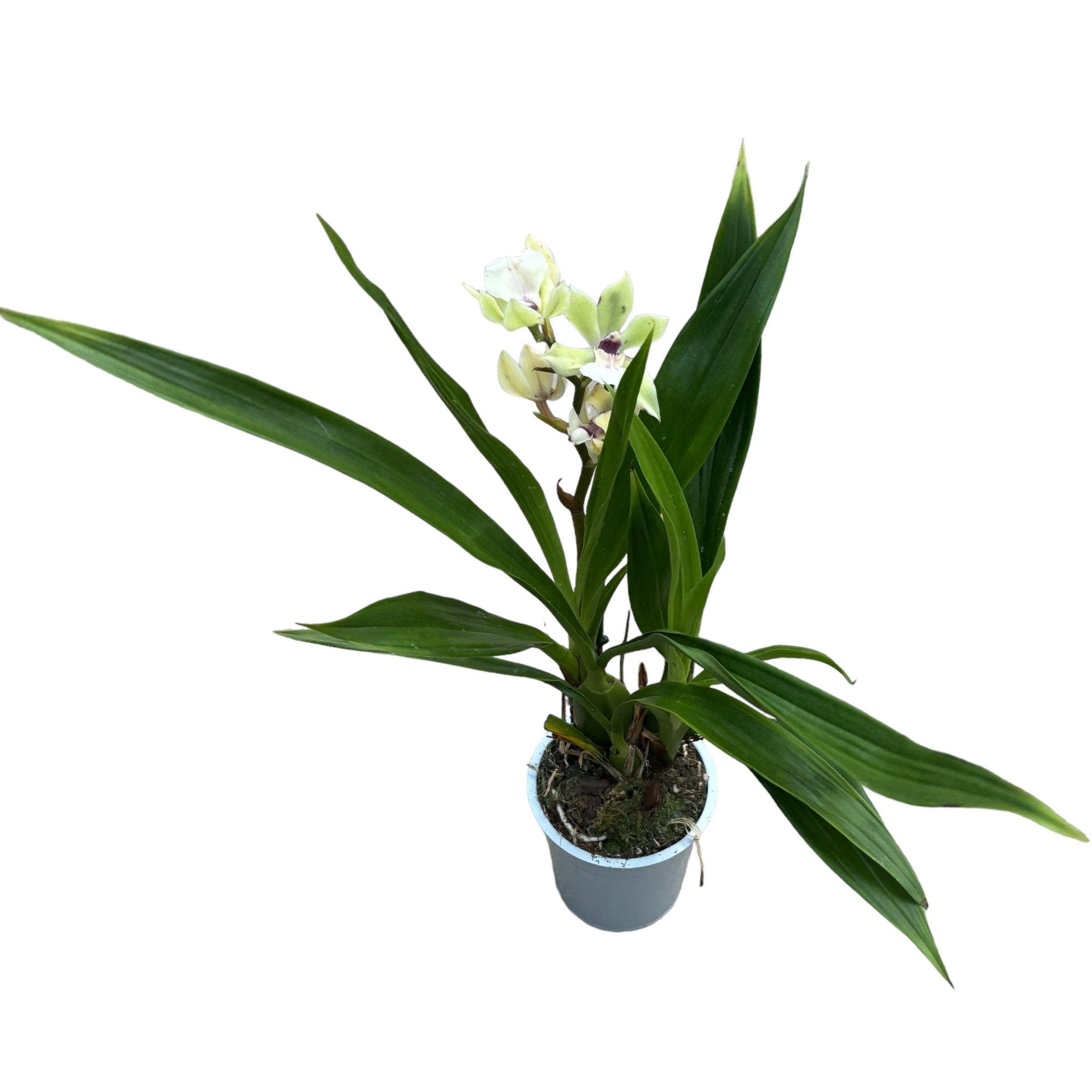 Zygopetalum alba - fragrant flowers