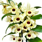 Dendrobium Floraison Dorée