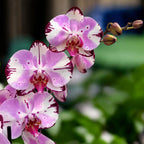 Phalaenopsis Magic Art