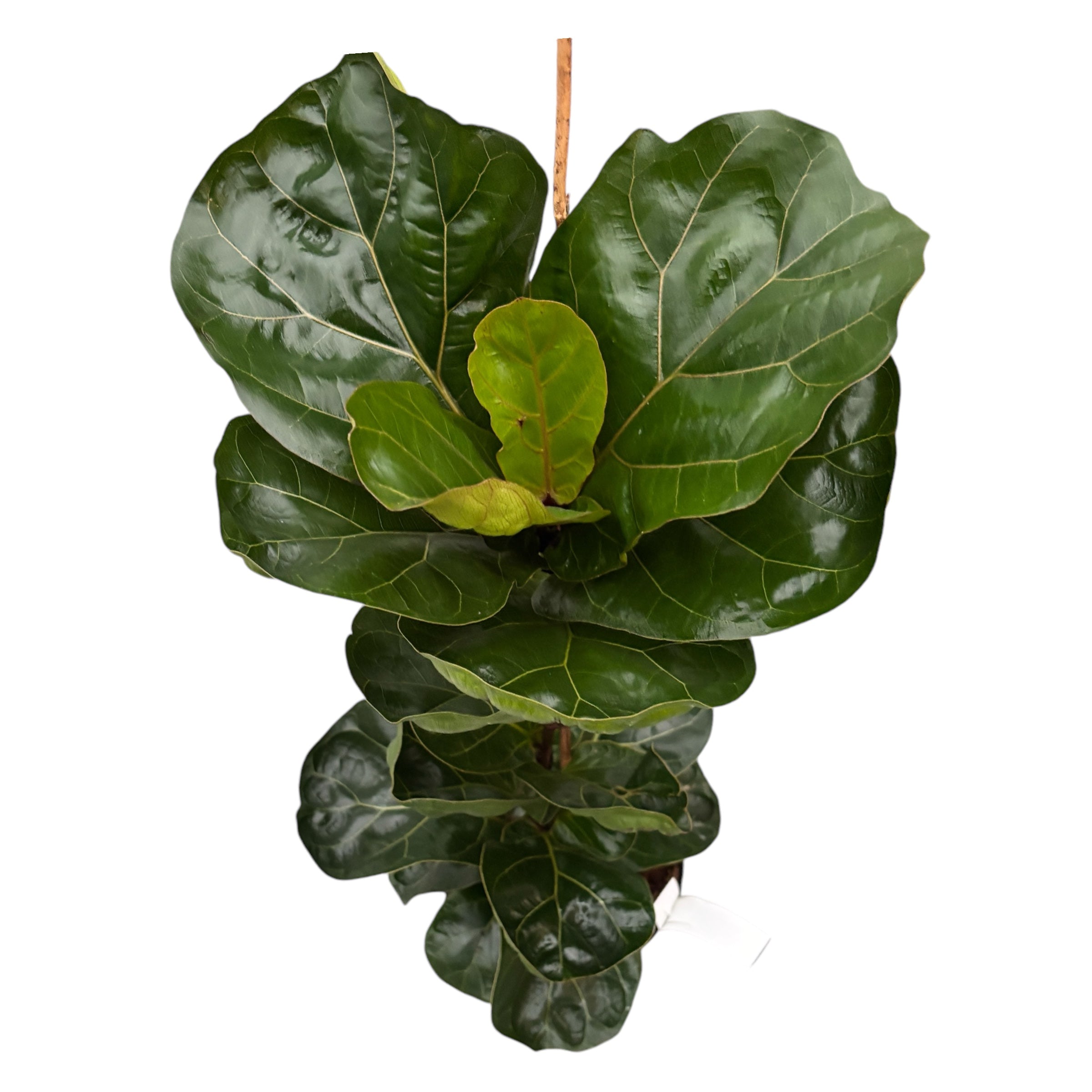 Ficus lyrata 'Bambino' D17