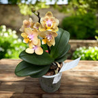 Phalaenopsis Scention - flori parfumate pelorice&normale