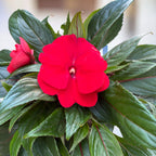 Impatiens New Guinea ‘ColPow Fire’ - sporul casei cu flori mari rosii