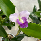 Ctt. Final Blue 'Royal Purple' (Ctt. Blue Dynasty × C. walkeriana) intens parfumata
