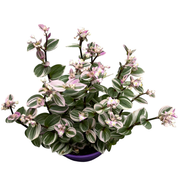 Tradescantia albiflora 'Nanouk' D19 (10+ Pflanzen/Topf)