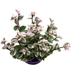 Tradescantia albiflora 'Nanouk' D19 (10+ biljaka/saksija)