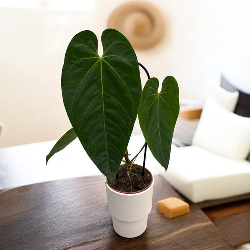 Anthurium queremalense