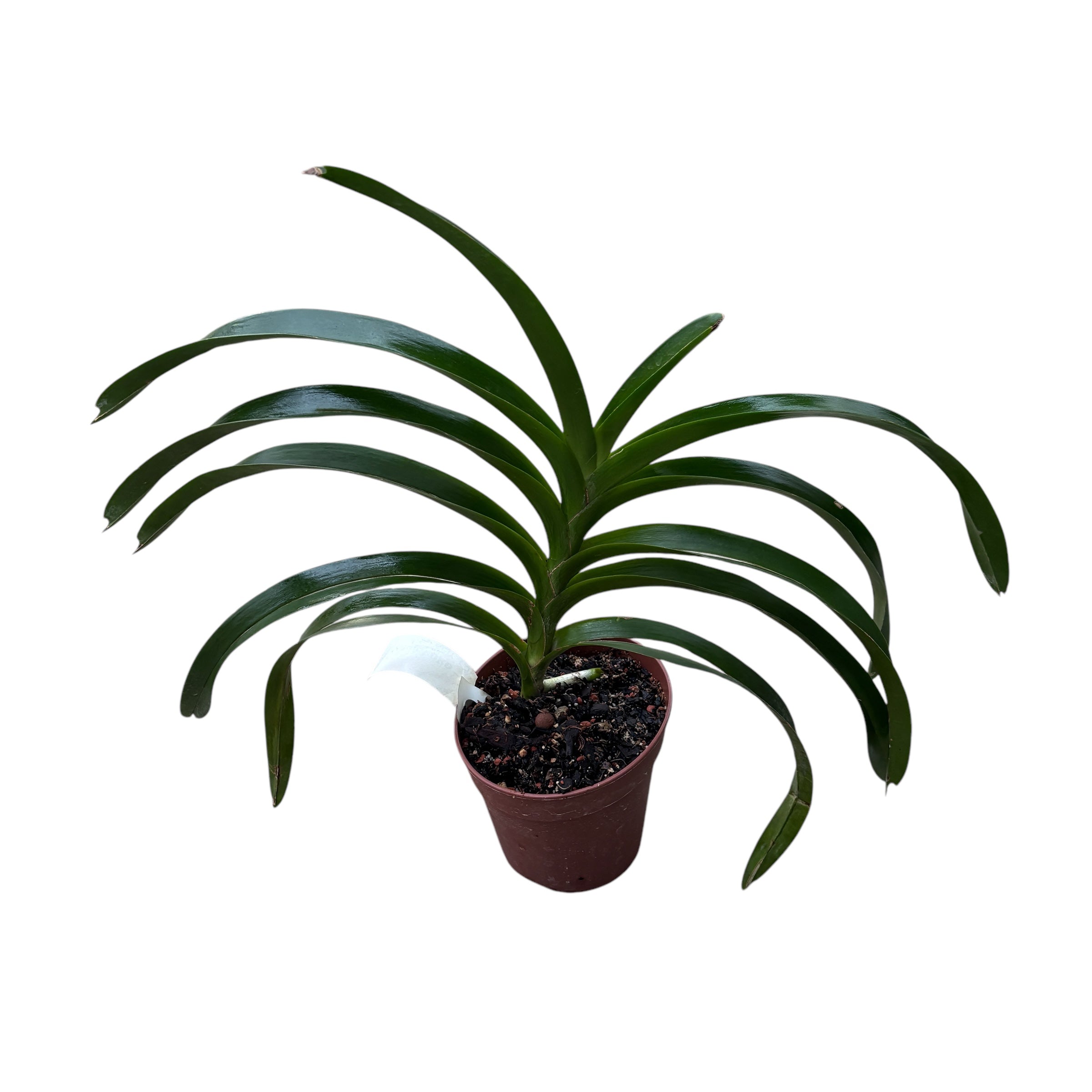 Vanda Loke (Vanda lamellata × Vanda luzonica) parfumata