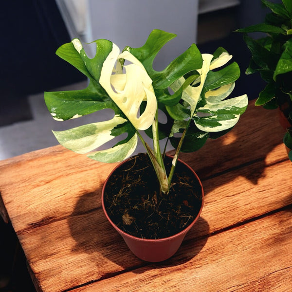 Monstera minima 'Variegata' (Rhaphidophora tetrasperma 'Variegata')