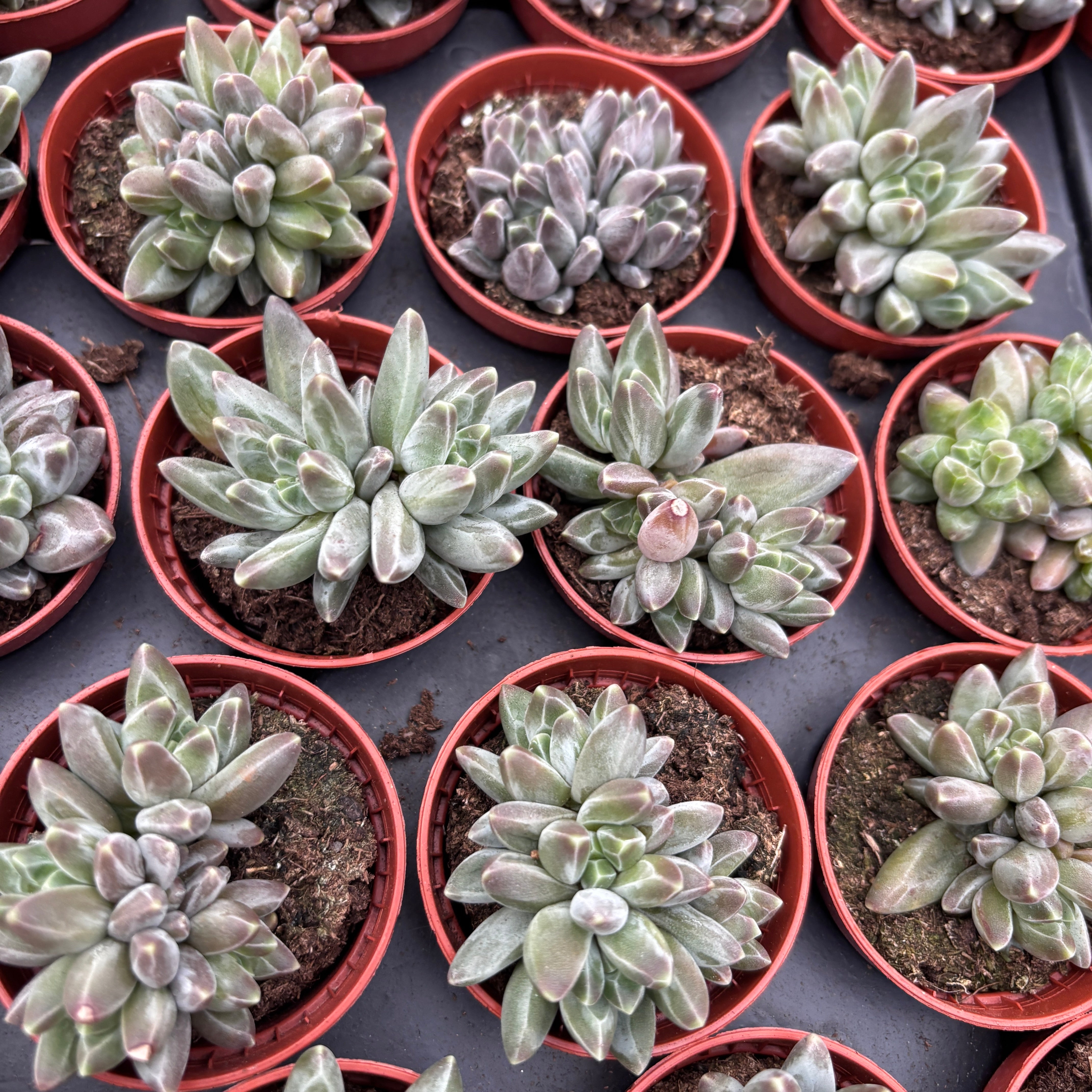 Echeveria hookeri - suculenta cu rozeta eleganta si aspect