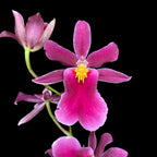 Aliceara Tahitian Dancer Pink Fairytale (parfumée)