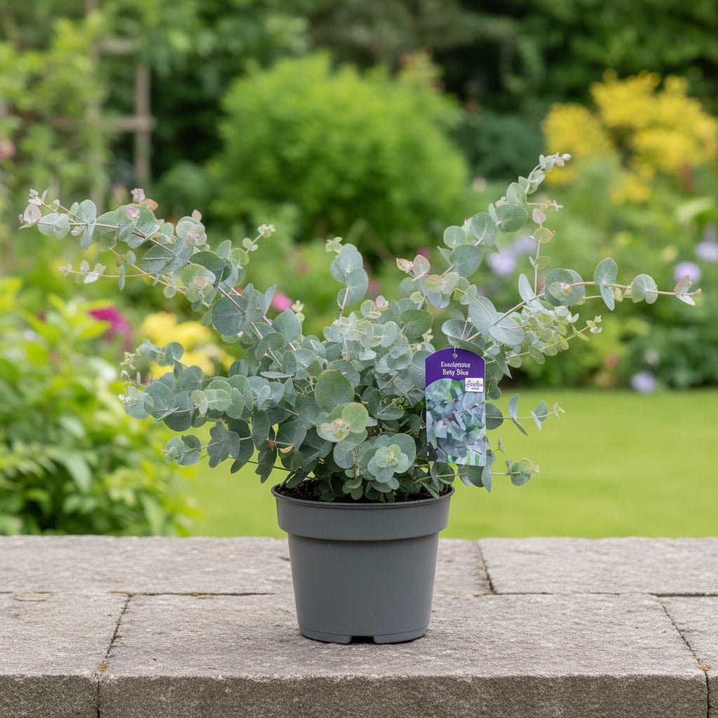 Ευκάλυπτος XL - Eucalyptus pulverulenta 'Baby Blue'