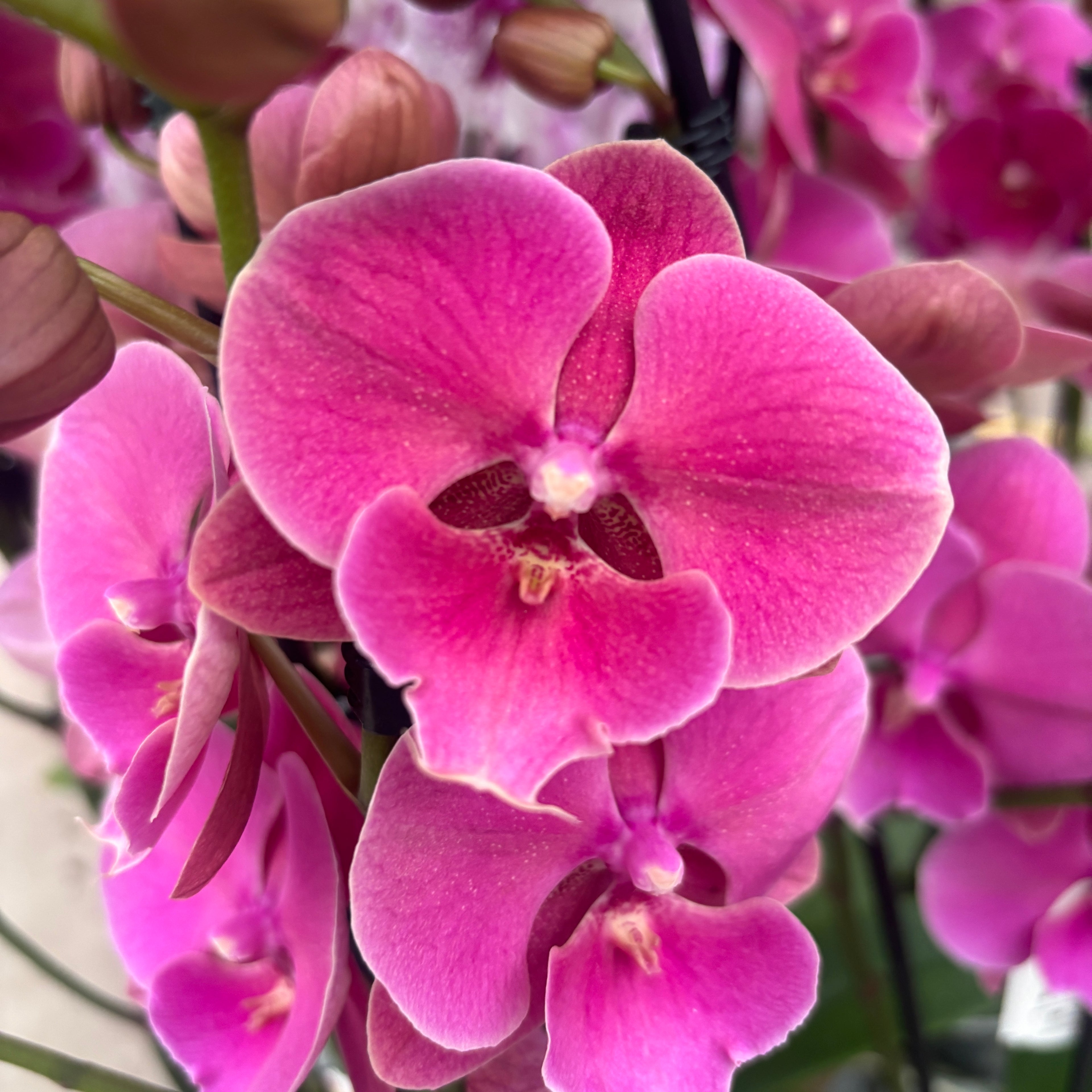 Phalaenopsis Fuller's Goblin „Beauty“