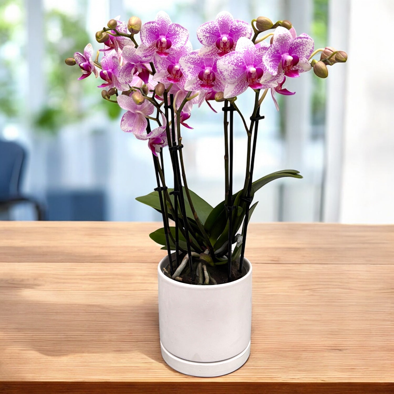 Phalaenopsis Anthura Rotterdam