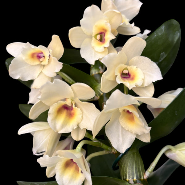 Dendrobium Yellow Magic 'Festival'