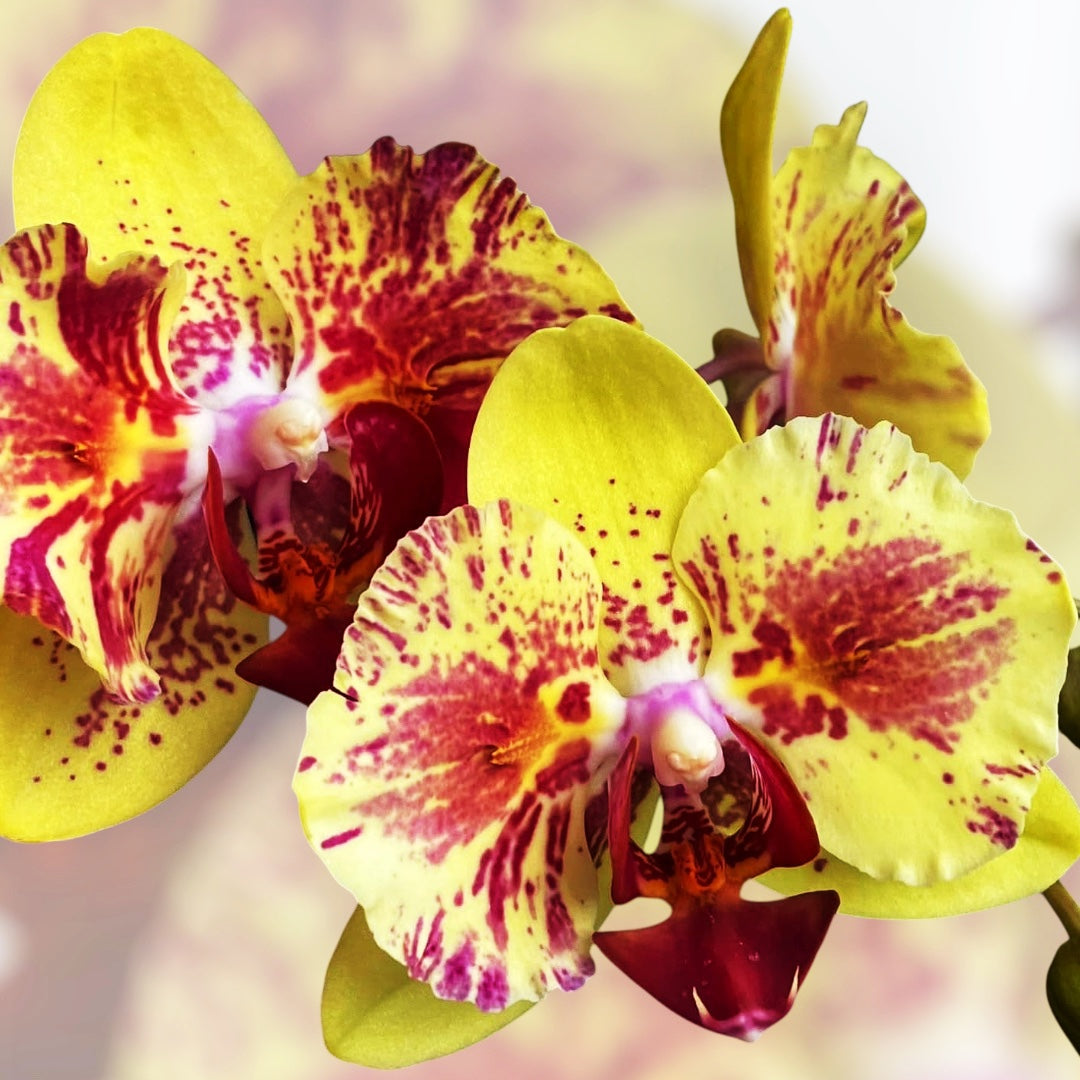 Phalaenopsis Fangmei A Hot (peloric)