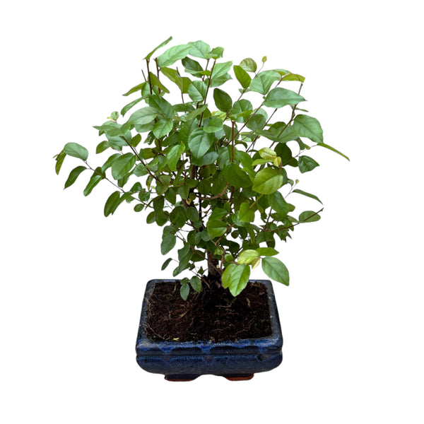 Sageretia bonsai