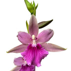 Miltonia Honolulu Warne's Best - voňavé kvety, vyvinuté exempláre