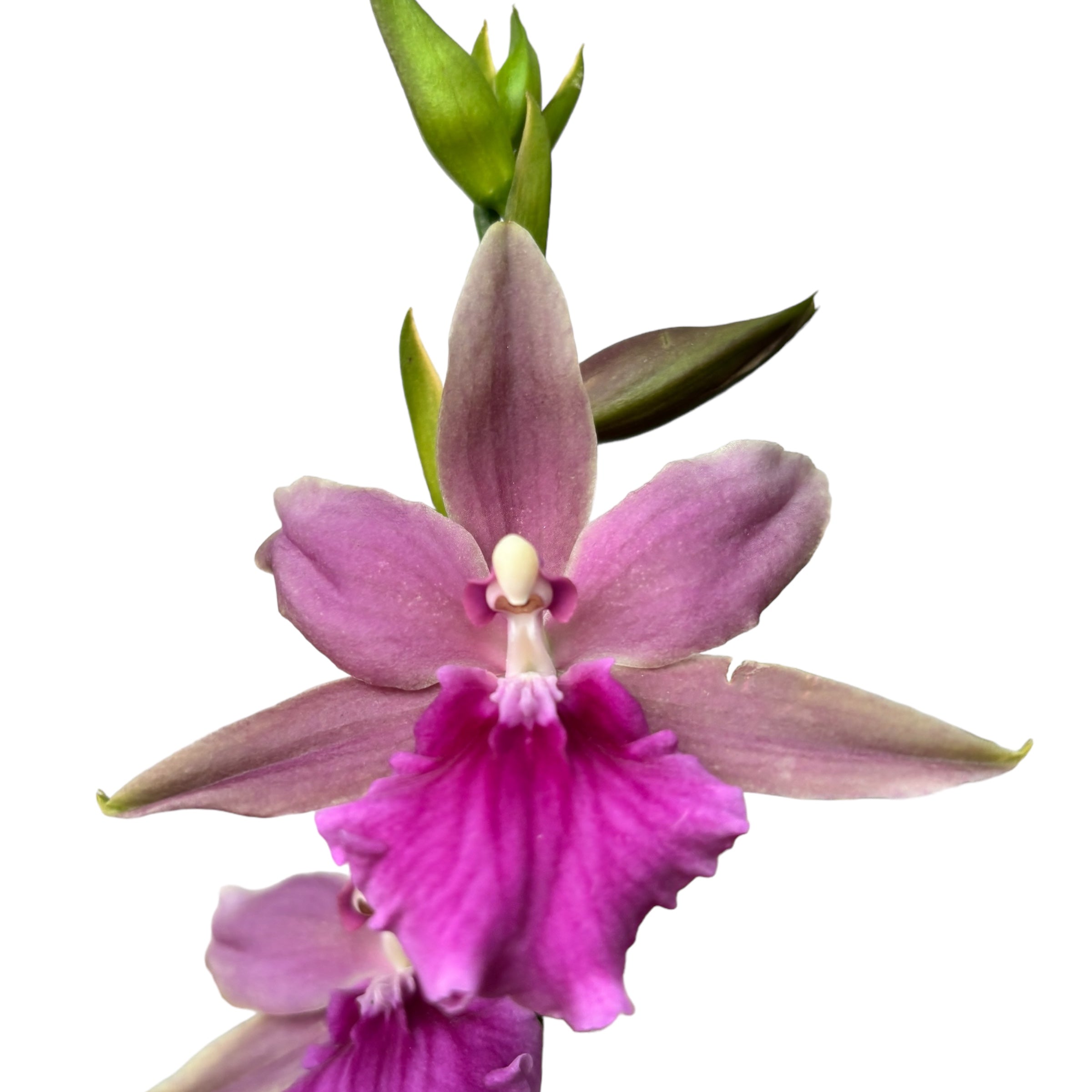 Miltonia Honolulu Warne's Best - flori parfumate, exemplare dezvoltate