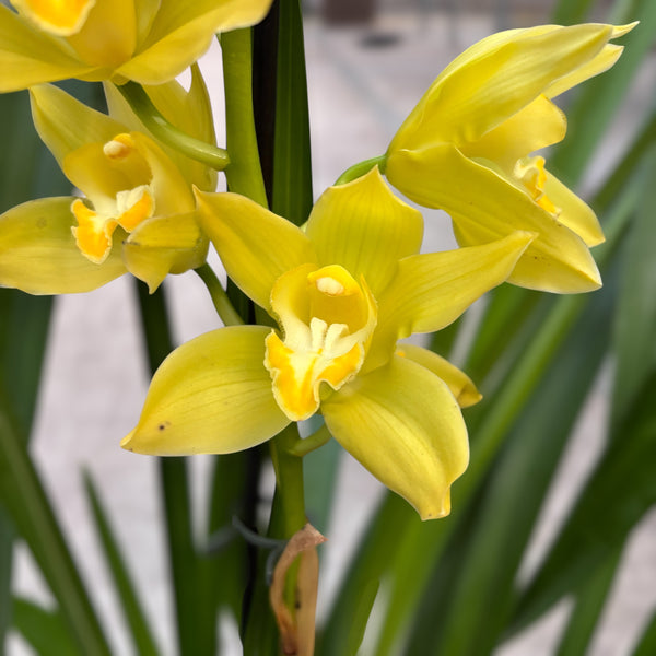 Cymbidium Golden Vanguard ‘Emperor’