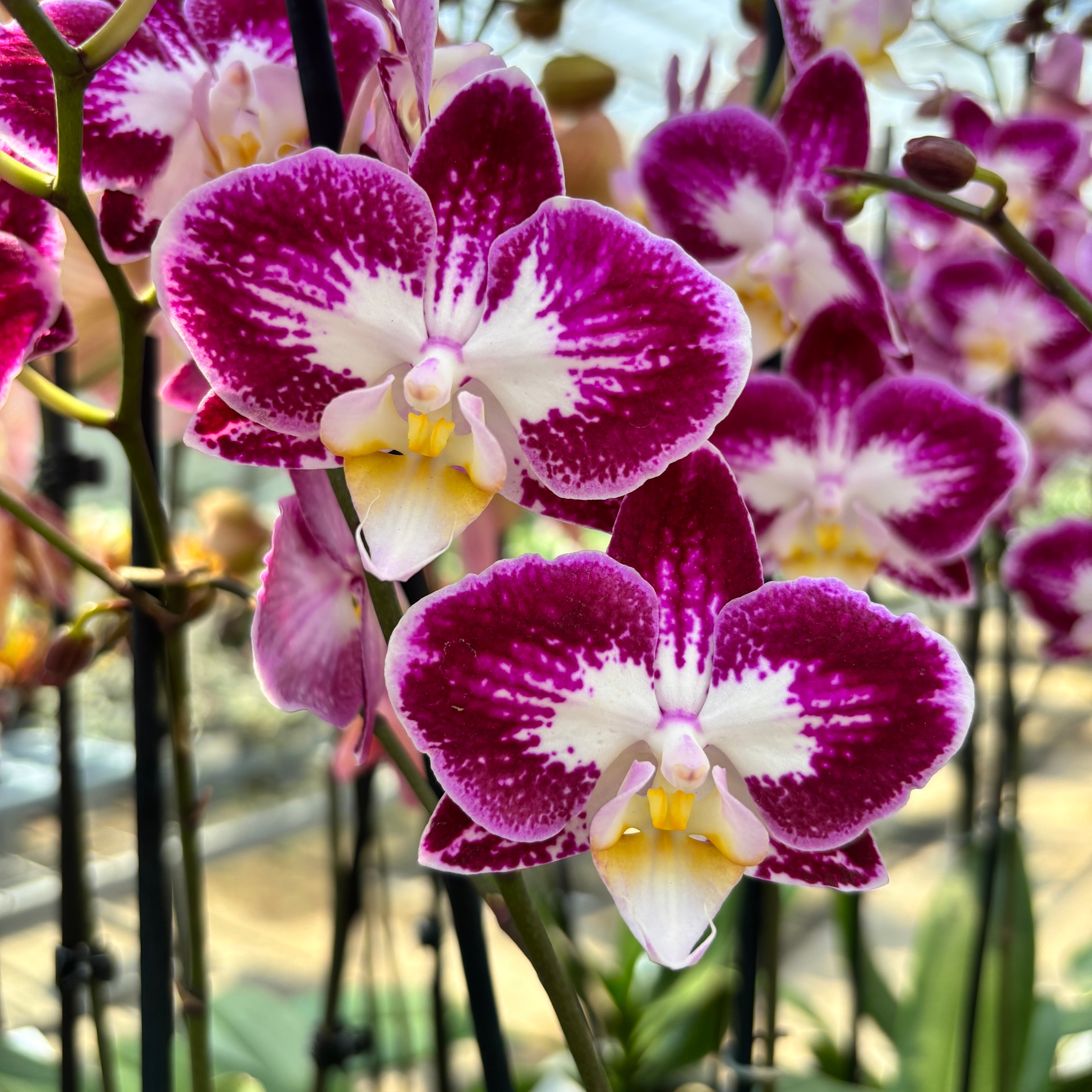 Phalaenopsis ‘Nicole Uniquole’