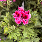 Vonné muškáty - Pelargonium (Scented Grp) ‘Isko Fleur’ (květinová vůně)