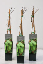Mini Kiwi - Actinidia arguta 'Super Jumbo'