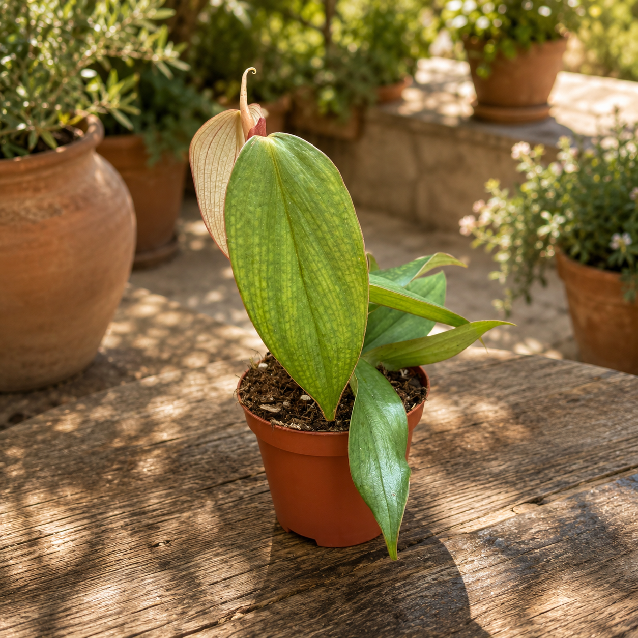 Philodendron Burle Marx „Fantasy“ – elegantní, mramorované listy
