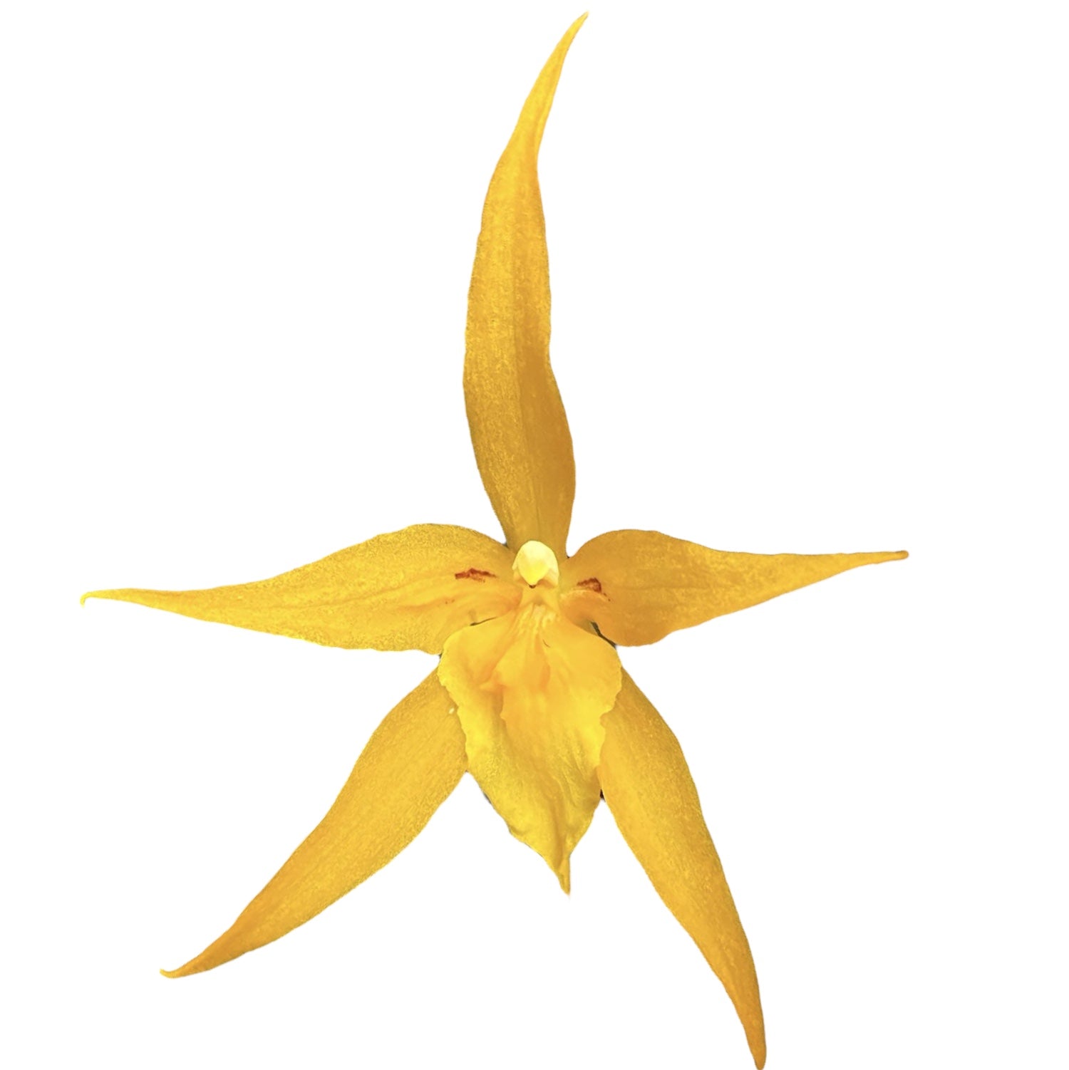 Banfieldara Gold Star (Brassia Anita) duftend