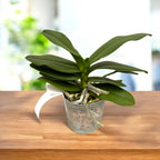 Phalaenopsis Memoria Val Rettig 'Violet'