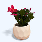 Schlumbergera ‘Thor Olga’ (Karácsonyi kaktusz)