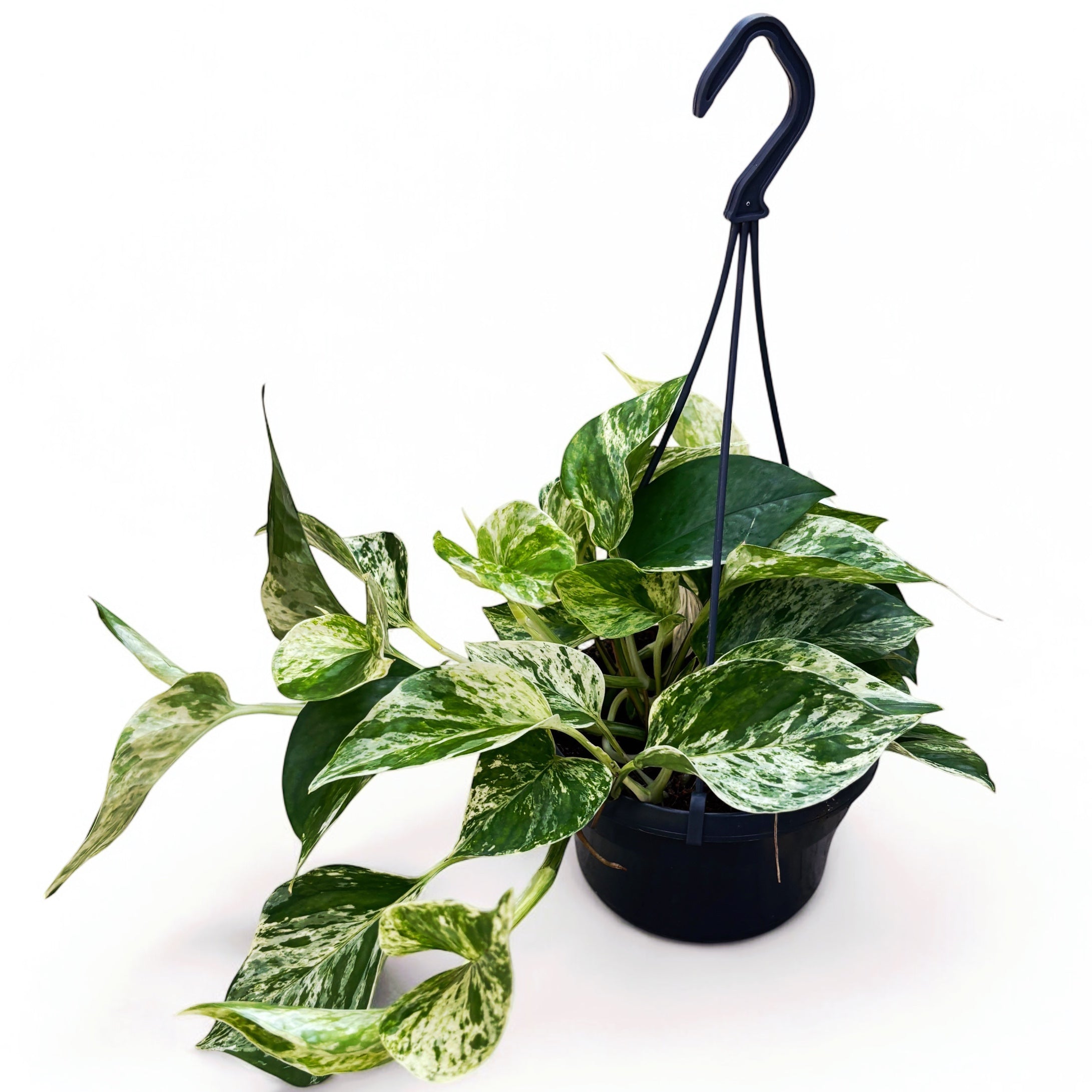 Epipremnum aureum 'Marble Queen' - exemplare XL