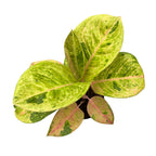 Aglaonema 'Apple Fantasy' -  frunzis colorat si eleganta tropicala