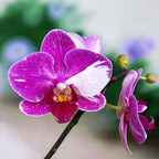 Phalaenopsis Little Gem Csíkos 'Macskakirály'