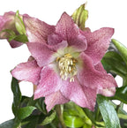 Helleborus orientalis 'Hello Amber' (Spanz cu flori duble)