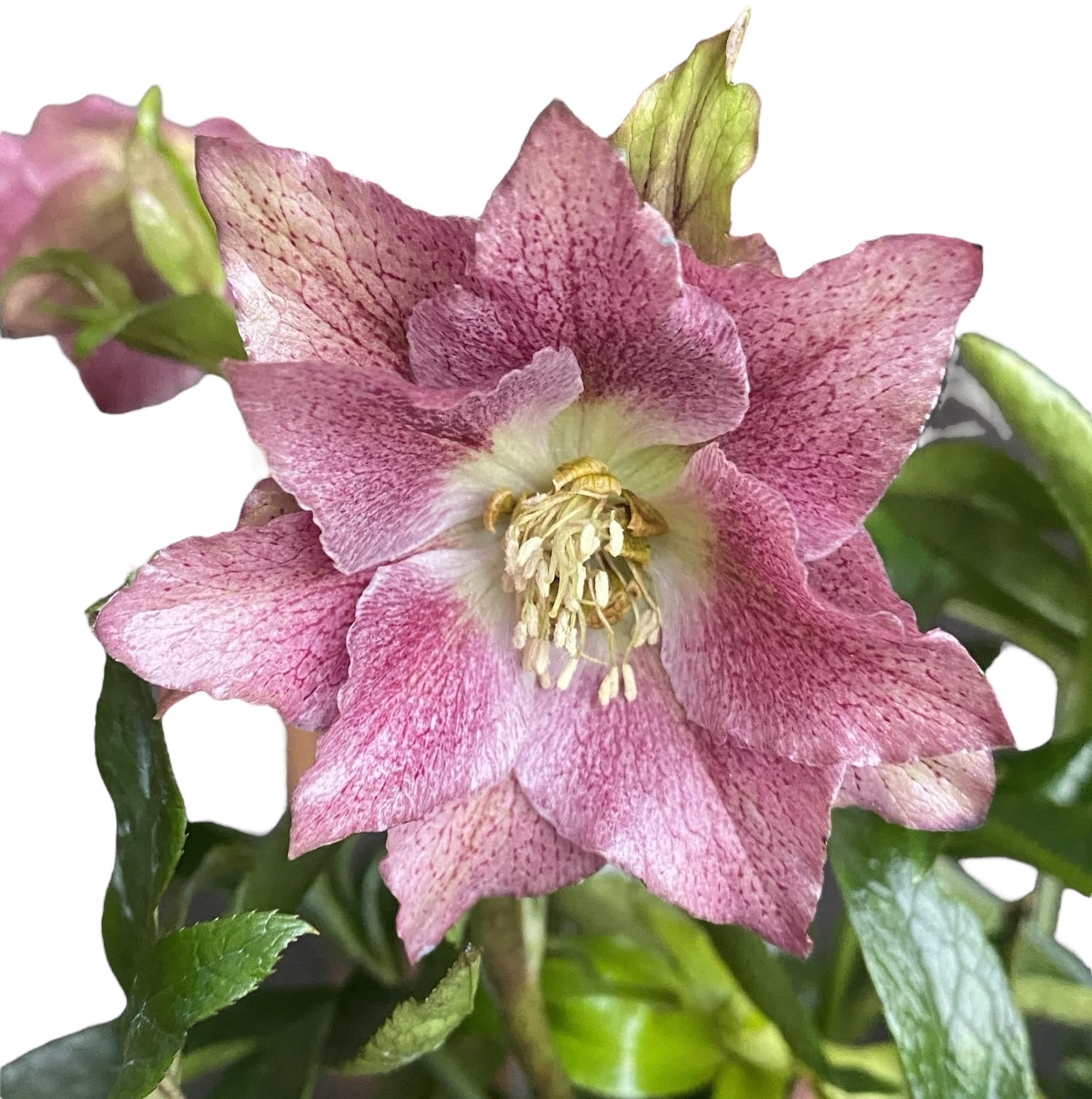 Helleborus orientalis 'Hello Amber' (Spanz cu flori duble)