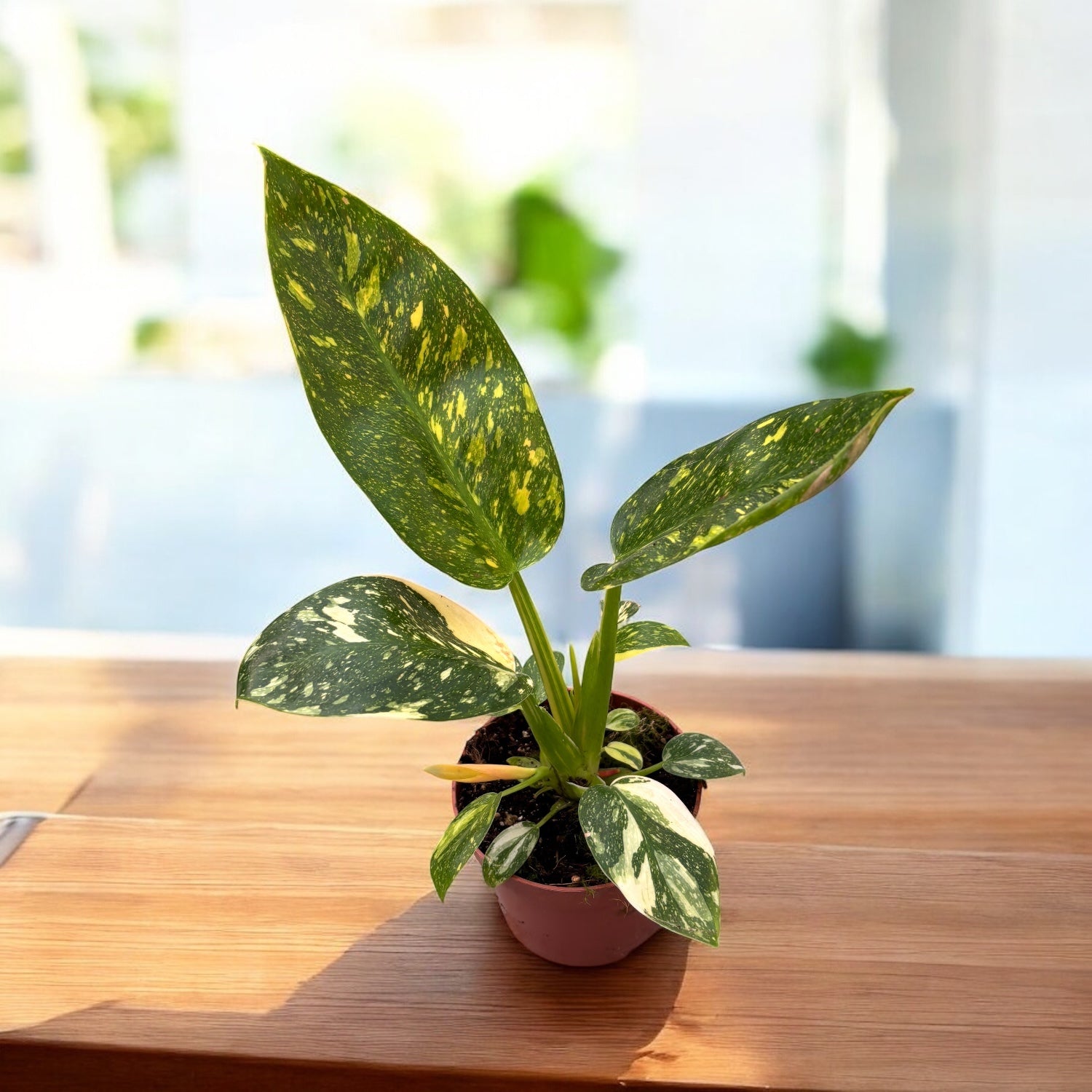 philodendron congo verde Philodendron Green Congo Variegata – Secret Garden Plant Shop