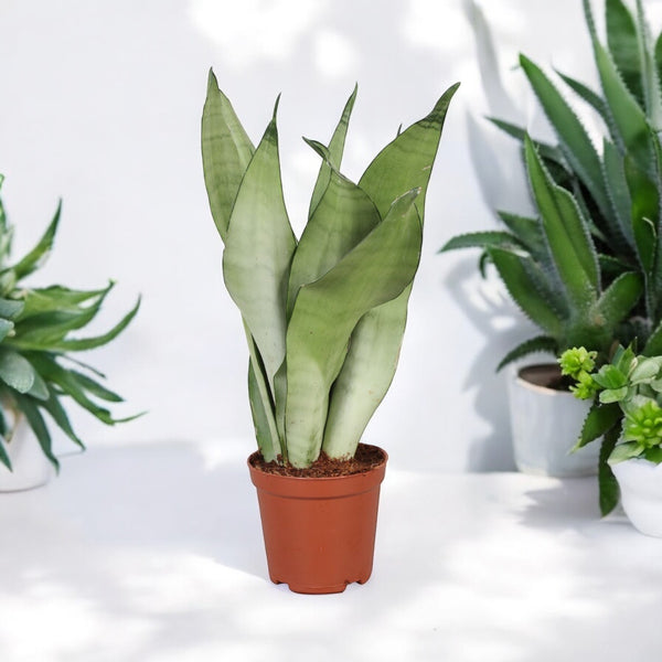 Sansevieria trifasciata 'Moonshine' (2 plante/ghiveci)