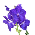 Vanda Pachara Delight (ANSU)