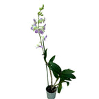 Dendrobium phalaenopsis Candy